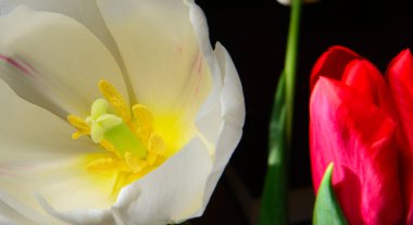 Çiçek açan bir lale tomurcuğu güneş tarafından aydınlatılır. Konsept - tatil, çiçek süslemesi