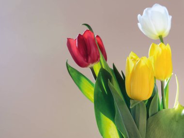 Güneşin yaktığı sarı, beyaz, kırmızı laleler..