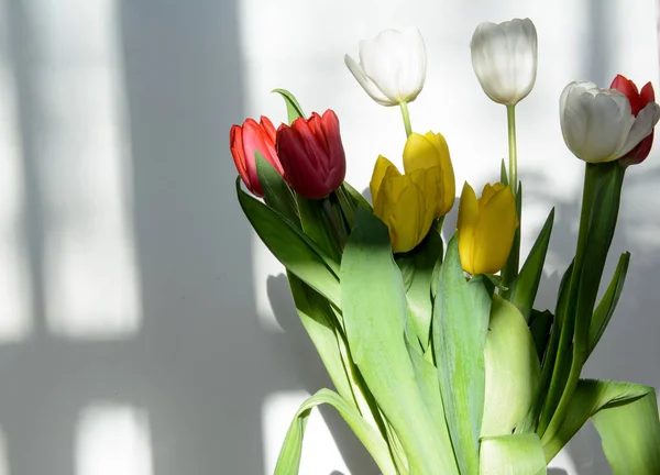 Bouquet Yellow White Red Tulips Lit Sun — Stock Photo, Image