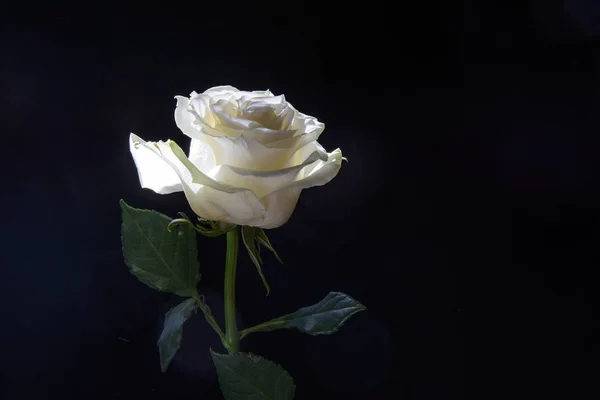 White rose lit by the sun on a black background. Concept - spring, holiday, screen. Horizontal photography