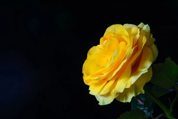 Yellow blossoming rose on a black background. The rose is lit by the sun. Concept - nature, spring, holiday