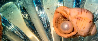 Deniz kabuğunda bir inci görünür. Deniz dibi. Kavram - İnci aramak, fikir, tatil