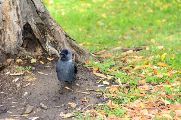 Pájaro Torre Negro Está Caminando Sobre Césped Viejo Muñón Raíces —  Fotos de Stock
