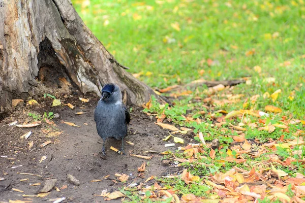 Uccello Nero Sta Camminando Sul Prato Vecchio Ceppo Radici Foglie — Foto Stock