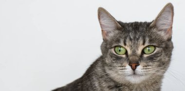 Resmin sağ köşesinde gözleri açık bir kedi kafası. Gerisi beyaz bir tarla. Boşluğu kopyala