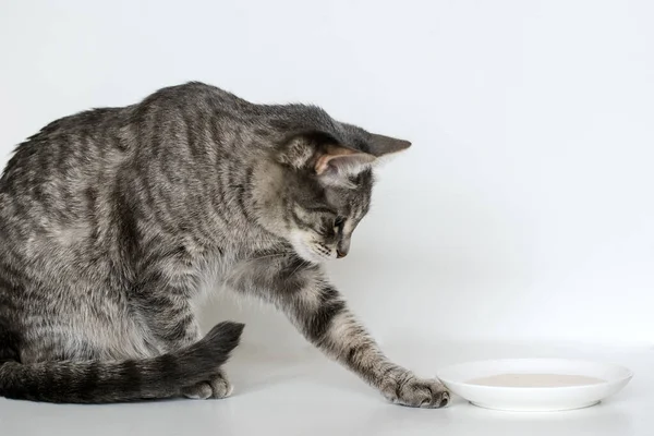 Gato Fundo Branco Toca Pires Com Leite Conceito Curiosidade Animal — Fotografia de Stock