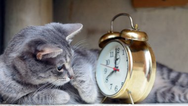 Kedi yan yatar. Eski bir çalar saate bakıyor. Kavram - zamanında uyan, mod