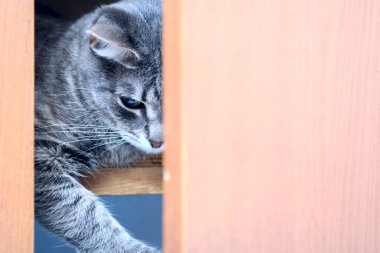 Bir kedi dolap kapılarının arasından dışarı bakıyor. Yüzün yarısı görünür durumda. Gözler kapalı. Siyah arka plan. kavram- merak, gizlenme, evcil hayvan