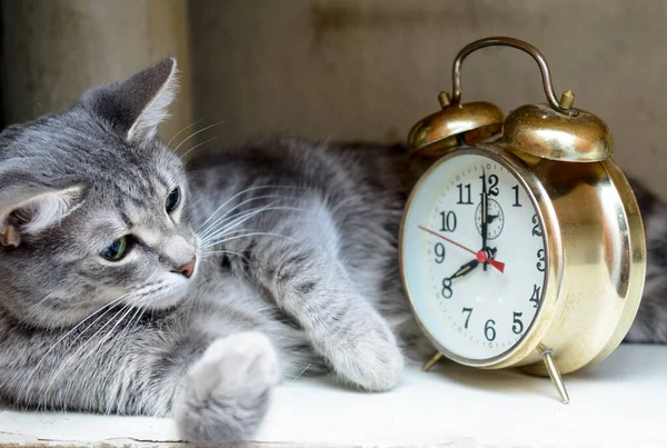 Kedi yan yatar. Eski bir çalar saate bakıyor. Kavram - zamanında uyan, mod