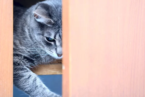 Zwischen Den Schranktüren Lugt Eine Katze Hervor Das Halbe Gesicht — Stockfoto