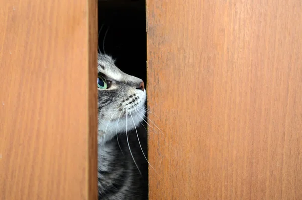 猫がキャビネットのドアの間を覗く 顔の半分が見える 目を閉じて 黒の背景 コンセプト 好奇心 非表示 ペット — ストック写真