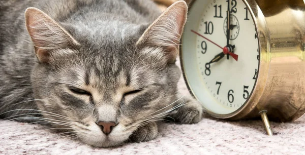 Sleeping Cat Nearby Vintage Alarm Clock Concept Wake Time — Stock Photo, Image