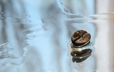 Islak aynada güneşin yaktığı bir kahve çekirdeği yatıyor. Tahılın dibinde yıldız şeklinde bir yansıma var. Konsept - Kahve Değerli İçecek