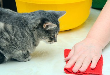 Kırmızı bir bez parçasıyla kadın eli mutfak masasını yıkıyor. Yakınlarda bir kedi hanımefendiyi izliyor. Konsept - Antiviral Hijyen