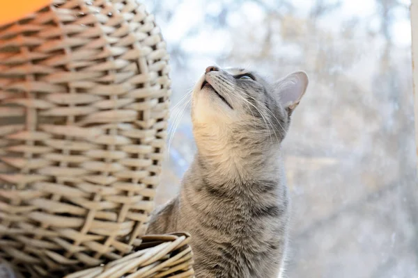 Eine Katze Sitzt Der Nähe Von Weidenkörben Mit Pilzen Sie — Stockfoto