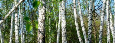 Yeşil arka planda beyaz huş ağacı gövdeleri. Güneşli bir gün. Yatay çekim. Kavram - duvar kağıdı, ekran koruyucu