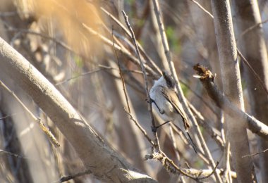 Şarkı söyleyen bir bülbül bir dala oturur. Bahar. Güneşli bir gün. Konsept - ötücü kuşlar