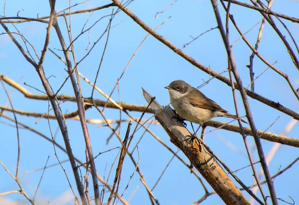 Singing Nightingale Sits Branch Spring Sunny Day Concept Songbirds — Stock Photo, Image