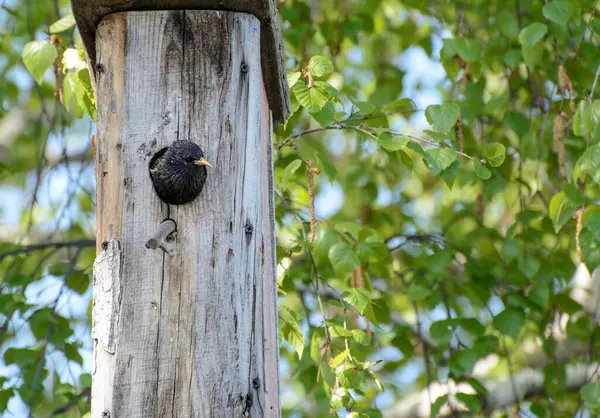 Starling Kikar Hålet Fågelholken Begreppet Miljöskydd — Stockfoto