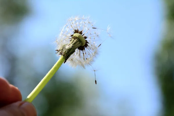 dandelion with flying seeds on a blurry spring background. Concept - the fragility of life, reproduction