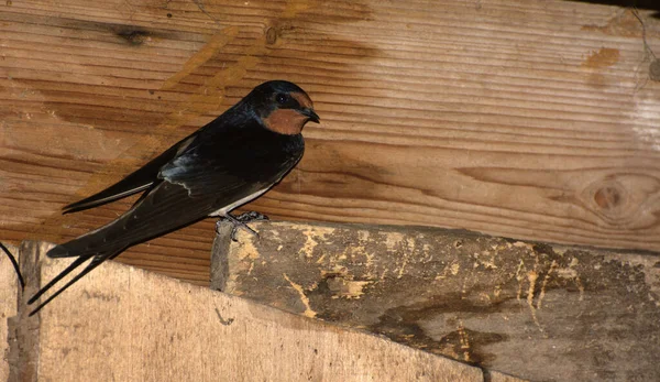 Engula Senta Uma Parede Madeira Casa Conceito Pássaros Fazem Ninho — Fotografia de Stock