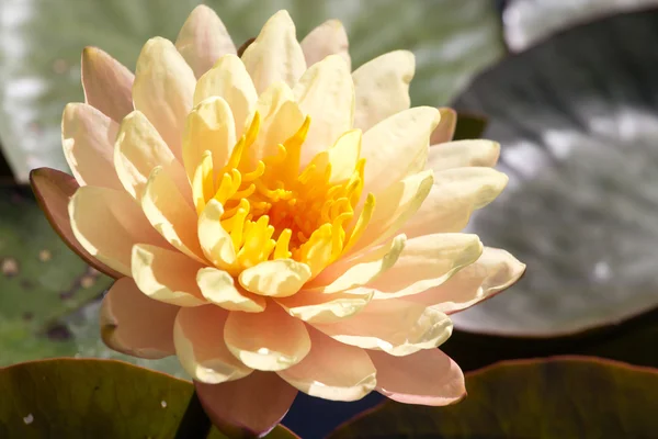 Ein gelber Lotus — Stockfoto