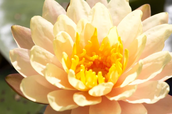 Ein gelber Lotus — Stockfoto