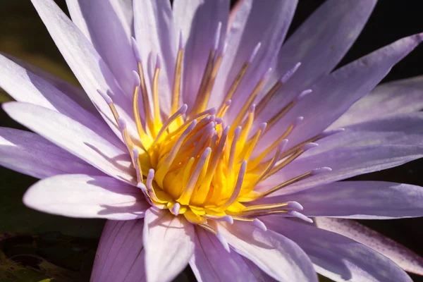 Ein lila Lotus — Stockfoto