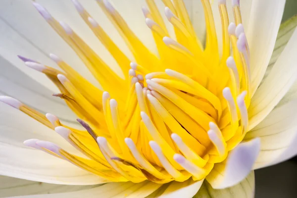 Ein weißer Lotus — Stockfoto