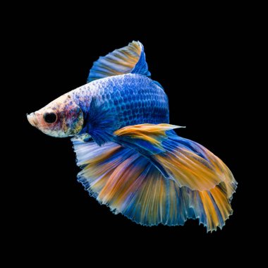 Siyam mücadele balık