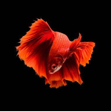 Siyam mücadele balık