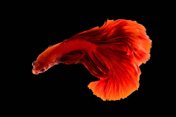 Siamesischer Kampffisch — Stockfoto