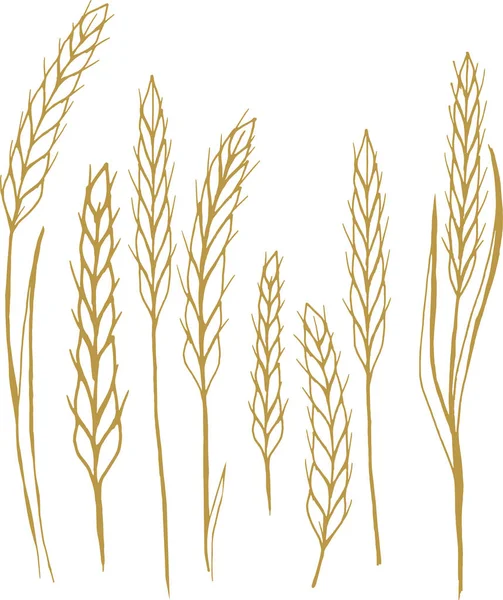 Hand Drawn Vector Illustration Ears Wheat — Stock Vector