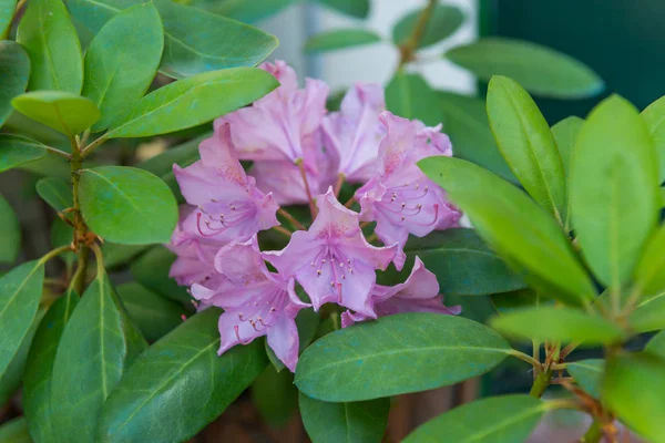 Rhododendron flower with its green leaves