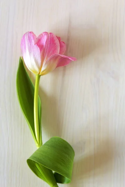 Ανοιχτό ροζ τουλίπα λουλούδι σε θολή λευκό ξύλινο φόντο — Φωτογραφία Αρχείου