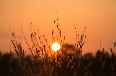Yabani otlar bir gün batımı sallayarak ile güzel bir sahne. 