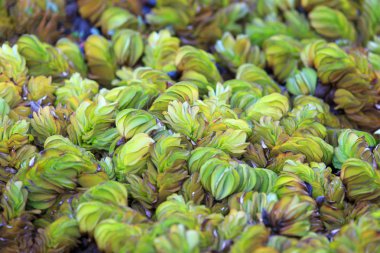 Salvinia natans, dev salvinia, su eğreltiotu, yüzen eğrelti otu 