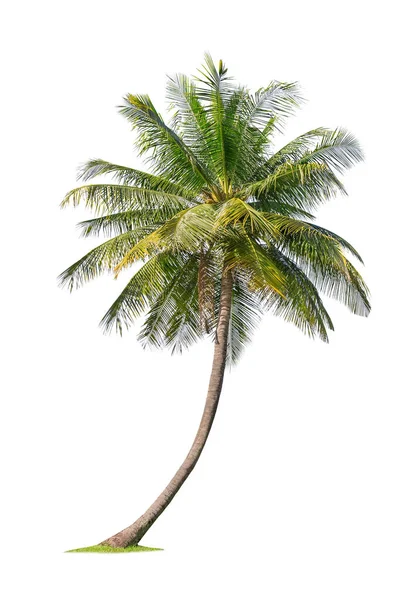 Isolerade kokosnötsträd på vit bakgrund Låg kostnad kokosnötsträd — Stockfoto