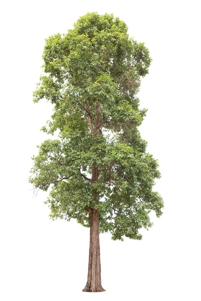 Isolierter großer Baum auf weißem Hintergrund. — Stockfoto