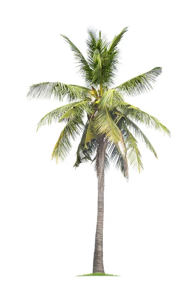 Isolierte Kokosnussbaum auf weißem Hintergrund kostengünstige Kokosnussbäume — Stockfoto