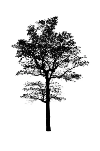 Ізольовані силуети чорного дерева — стокове фото