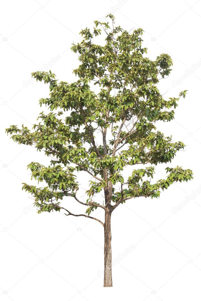  isolated big tree on White Background. 