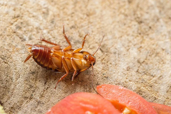 Мертвый таракан, проблема в доме из-за тараканов — стоковое фото