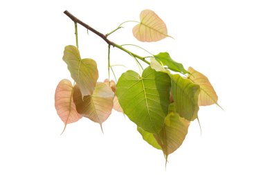 Bodhi beyaz arkaplanda ya da Peepal Leaf üzerinde izole bırakılır