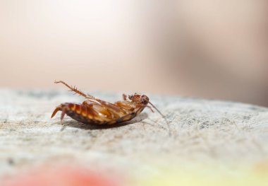 Ölü hamamböceği, evdeki sorun hamamböcekleri yüzünden. 