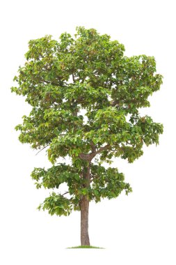  beyaz arkaplanda izole edilmiş büyük ağaç. 