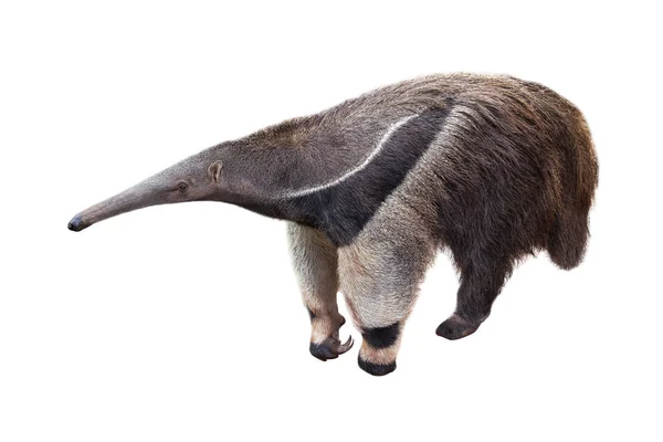 Anteater géant isolé sur fond blanc . — Photo