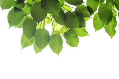 Bodhi beyaz arkaplanda ya da Peepal Leaf üzerinde izole bırakılır