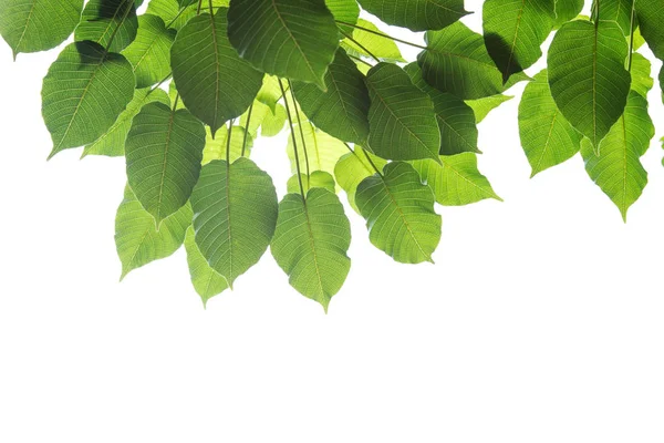 Bodhi leaves isolated on White background or Peepal Leaf from th