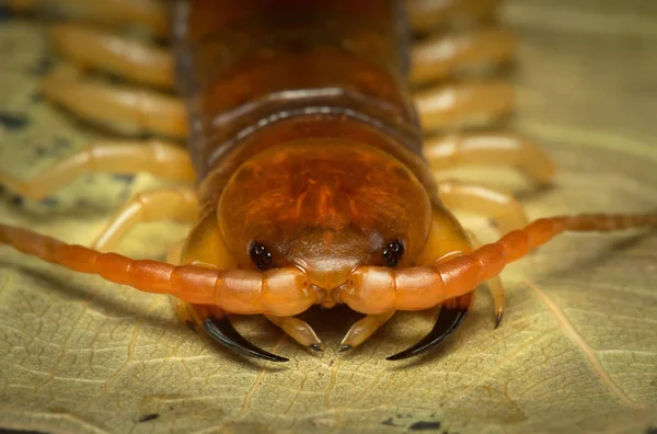 Centipede (Scolopendra sp.) sleeping on a mossy tree in tropical — Stock Photo, Image